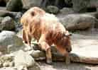動物図鑑・ゴールデンターキン 2